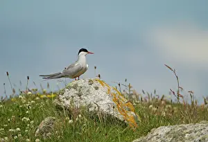 Machair: 80180924 Artic Tern - perched on rock vantage post
