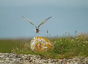 Machair: 80180925 Artic Tern - calling and taking off from