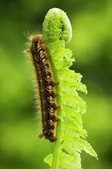 Frond: 80180931 Drinker Moth Caterpillar crawling along
