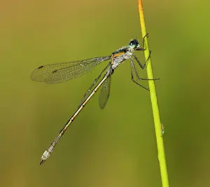 Opened: 80180932 Emerald Damselfly - male resting on reed