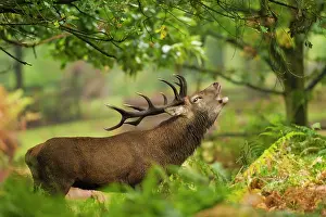 Raised: 80180939 Red Deer Stag - male bellowing with head