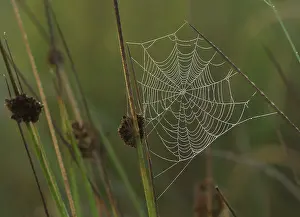 Trap: 80180940 Spider's Web - covered in early morning
