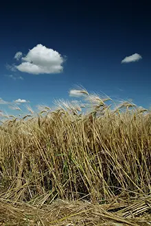 Fair: 80181162 Barley - with summer sky with Cumulus clouds