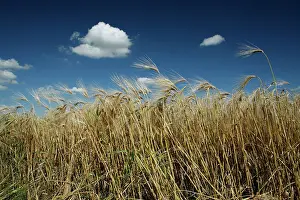 Fair: 80181163 Barley - with summer sky with Cumulus clouds