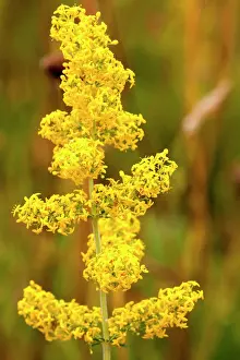 Chemical: 80181164 Yellow / Lady's Bedstraw - (contains chemical