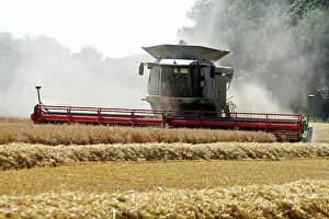 Combined: 80181166 Combined Harvester - harvesting Barley