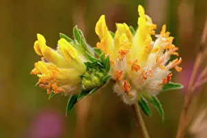 Vetch: 80181167 Common Kidney Vetch / Woundwort - on chalk