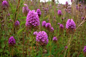 Chalk: 80181168 Pyramidal Orchid near Newbury, Berkshire