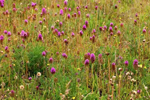 Chalk: 80181169 Pyramidal Orchid near Newbury, Berkshire