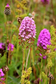 Chalk: 80181170 Pyramidal Orchid near Newbury, Berkshire