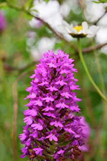 Chalk: 80181171 Pyramidal Orchid near Newbury, Berkshire