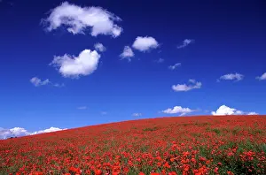 Fallow: 80181172 Common / Red / Field Poppy - poppies in