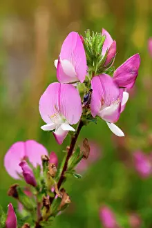 Chalk: 80181173 Spiney Restharrow chalk grassland near