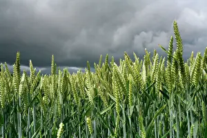 Jonathan Player: 80181175 Wheat - under storm laden sky North Wessex