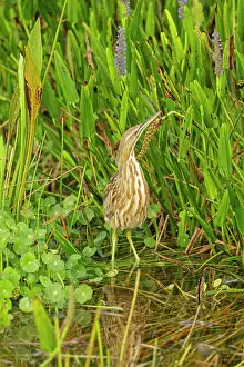 Bittern: 80181178 American Bittern - (these wetlands were