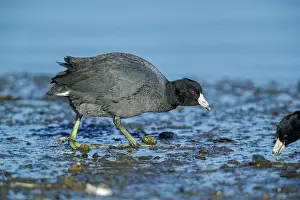 Connecticut: 80181179 American Coot - March Connecticut, USA