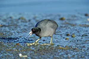 Coot: 80181181 American Coot - foraging on shoreline in