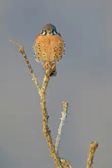 Kestrel: 80181183 American Kestrel - adult male perched on