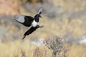 Magpie: 80181185 Black-billed Magpie - in flight - January