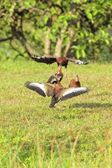 Bellied: 80181186 Black-bellied Whistling Duck - males dueling