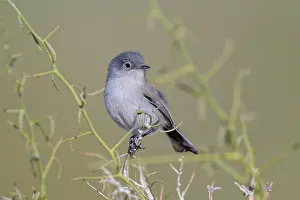 Gnatcatcher: 80181188 Black-tailed Gnatcatcher - in bushes in