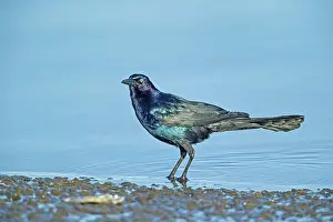 Grackle: 80181189 Boat-tailed Grackle - male foraging along