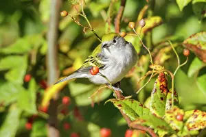 Chestnut: 80181191 Chestnut-sided Warbler - winter plumage
