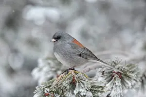 Eyed: 80181192 Dark-eyed Junco - (Gray-headed form) in