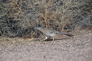 Roadrunner: 80181204 Greater Roadrunner - winter New Mexico