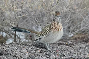 Roadrunner: 80181206 Greater Roadrunner - winter New Mexico