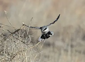 Lanius: 80181210 Loggerhead Shrike - in flight in winter