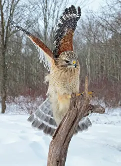 Shouldered: 80181214 Red-shouldered Hawk - adult in flight -
