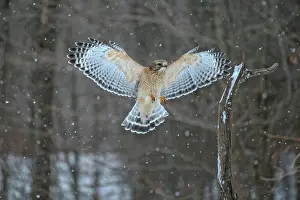 Shouldered: 80181216 Red-shouldered Hawk - adult in flight -