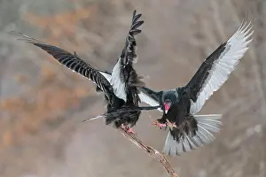 Turkey: 80181220 Turkey Vulture - in flight landing on dead