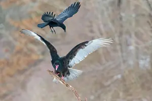 Turkey: 80181221 Turkey Vulture - in flight landing on dead