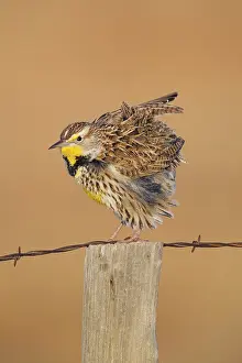 Meadowlark: 80181224 Western Meadowlark - perched on fencepost