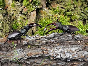 Lucanus: 80181377 Stag Beetle males fighting Lucanus cervus