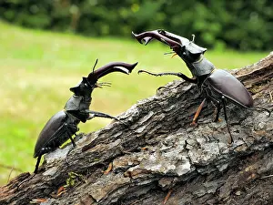 Lucanus: 80181378 Stag Beetle males fighting Lucanus cervus