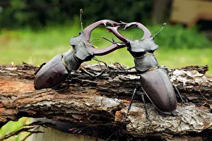 Stefan Meyers: 80181380 Stag Beetle males fighting Lucanus cervus