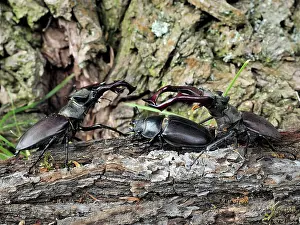 Stefan Meyers: 80181383 Stag Beetle female between two males fighting