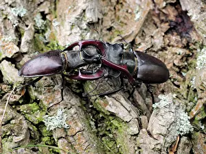 Stefan Meyers: 80181385 Stag Beetle males fighting Lucanus cervus
