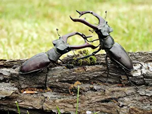 Stefan Meyers: 80181386 Stag Beetle males fighting Lucanus cervus
