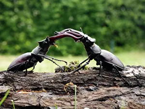 Stefan Meyers: 80181387 Stag Beetle males fighting Lucanus cervus