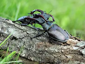 Stefan Meyers: 80181388 Stag Beetle males fighting Lucanus cervus