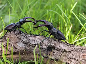 Stefan Meyers: 80181389 Stag Beetle males fighting Lucanus cervus
