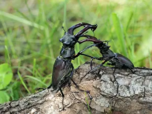 Stefan Meyers: 80181390 Stag Beetle males fighting Lucanus cervus