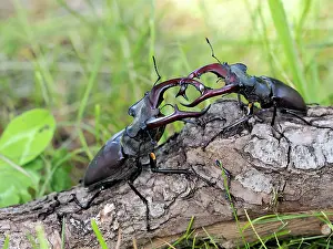 Stefan Meyers: 80181391 Stag Beetle males fighting Lucanus cervus