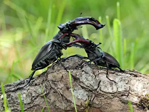 Stefan Meyers: 80181392 Stag Beetle males fighting Lucanus cervus