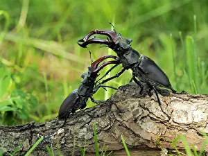 Stefan Meyers: 80181393 Stag Beetle males fighting Lucanus cervus