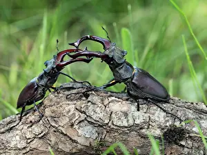 Stefan Meyers: 80181394 Stag Beetle males fighting Lucanus cervus